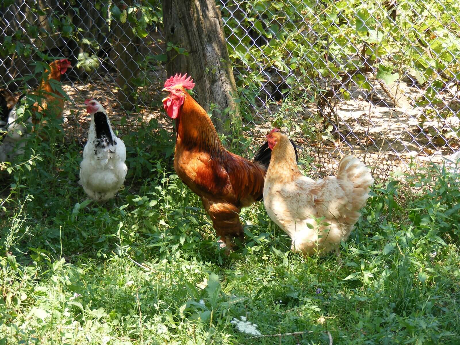 5 Benefits Homeowners Gain From Raising Backyard Chickens for Meat