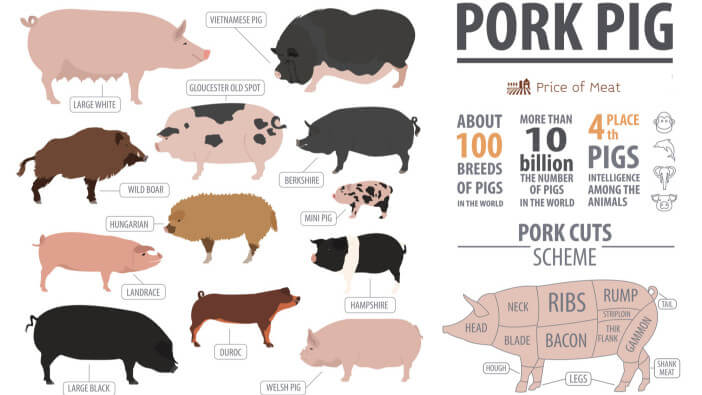 Discover the Flavor of Pork Belly: Cooking Tips Included 2 Pork Breeds