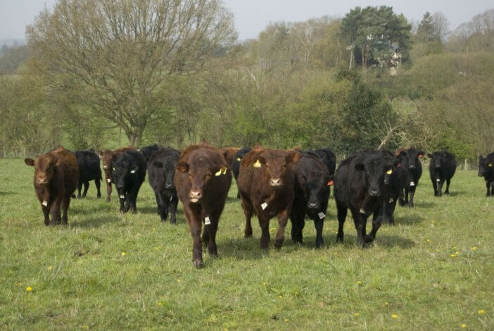 How Many Cows Per Acre? A Guide to Optimal Grazing Practices 3 Angus Cow