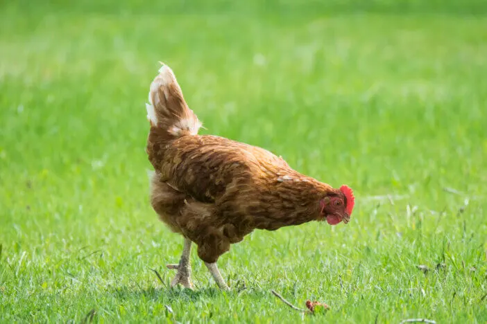 Chicken Pasture