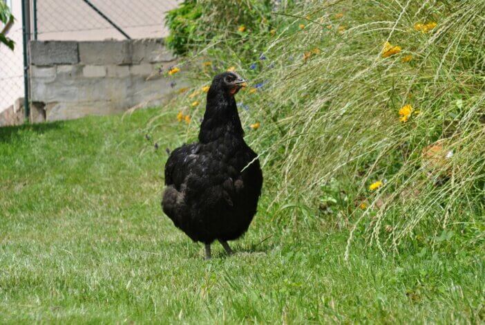 Cornish Hen