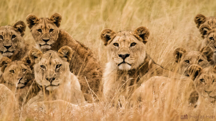 What Does Lion Meat Taste Like & Why Are They Hunted? 1 how does lion meat taste
