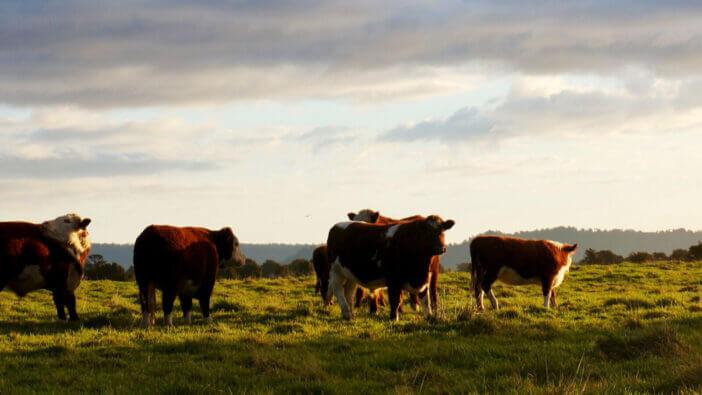 How Many Cows Per Acre? A Guide to Optimal Grazing Practices 2 Japan Cow