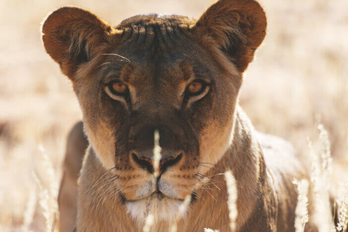 What Does Lion Meat Taste Like & Why Are They Hunted? 2 Lion