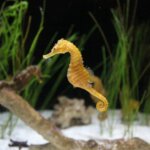 Seahorse