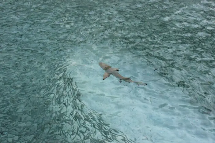 Shark Hunt
