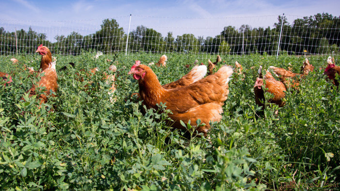 What Do Pasture Raised Chickens Eat? Here’s Why It Matters.