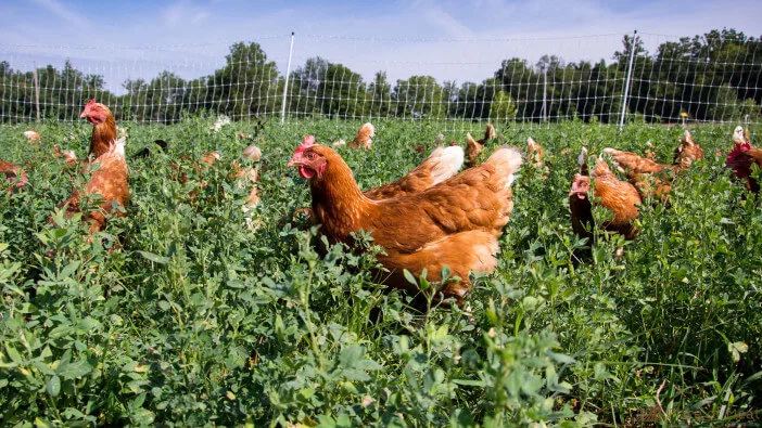 what do pasture raised chickens eat