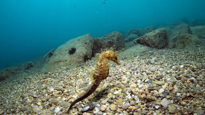 Do People Eat Seahorses? Unveiling Farming & Culinary Facts