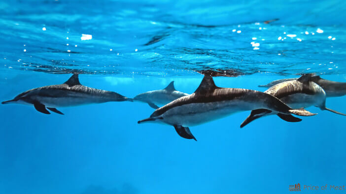 What Does Dolphin Meat Taste Like?
