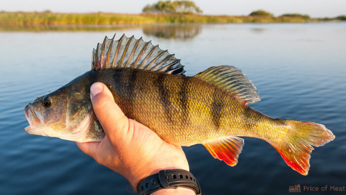 what does perch taste like