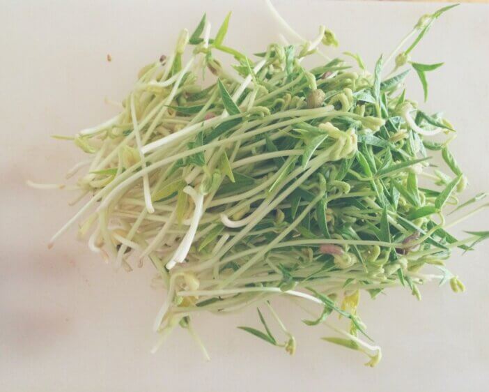 alfalfa_4385840