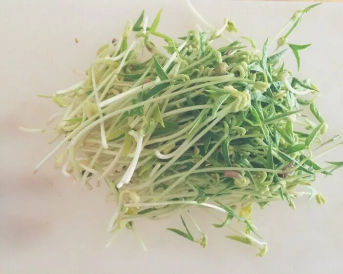 alfalfa_4385840