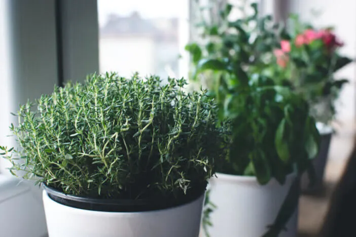 fresh-thyme_2545616
