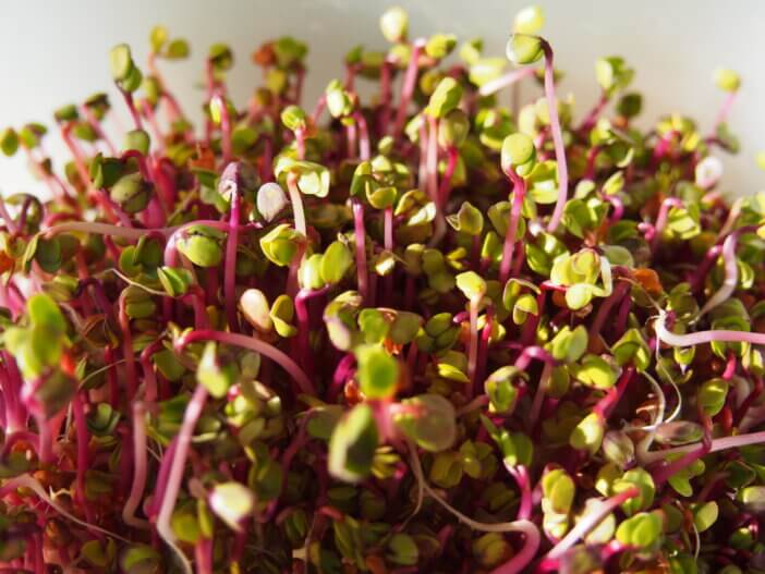 Radish Sprouts