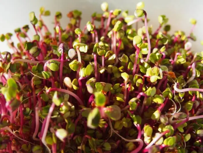 Radish Sprouts