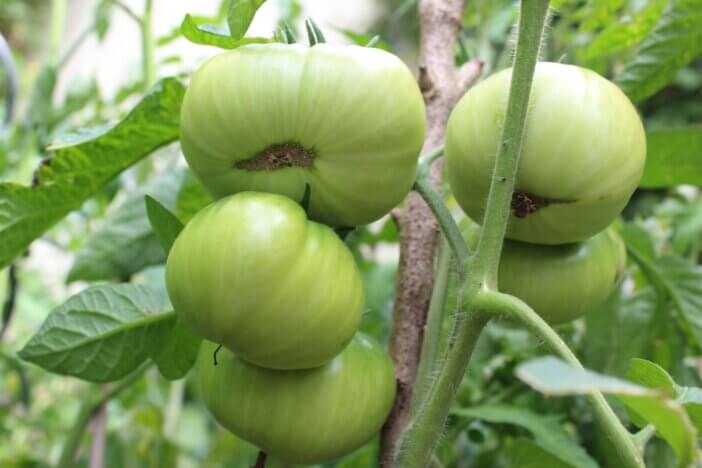 Fried Green Tomatoes