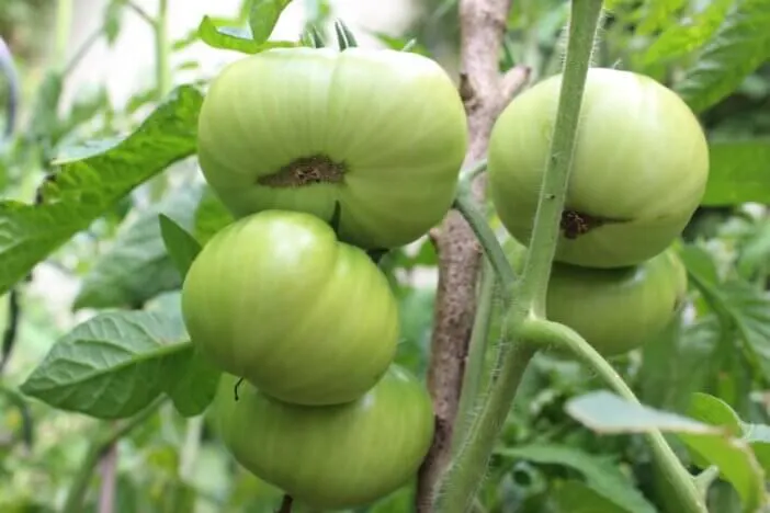 Fried Green Tomatoes