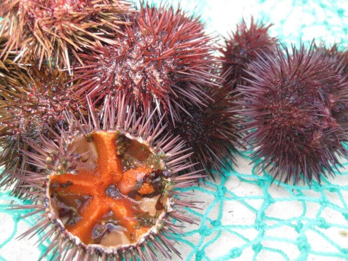 Sea Urchin Taste Explained: A Culinary Adventure 2 sea-urchin_512576