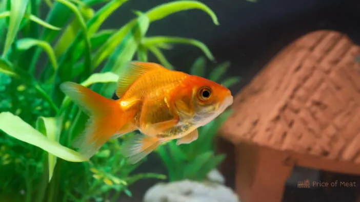 what do goldfish taste like