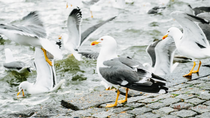 Can You Eat Seagulls? Laws, Taste, and Cooking Insights