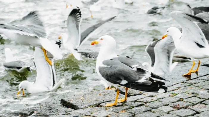 what do seagulls taste like