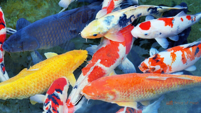Discover the Taste of Koi Fish: Which Cuisines Serve This Delicacy?