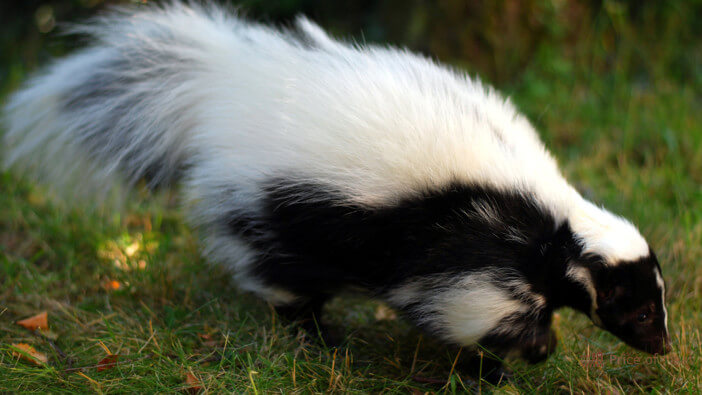 What Does Skunk Meat Taste Like? Are Skunks Hunted? 1 what does skunk meat taste like
