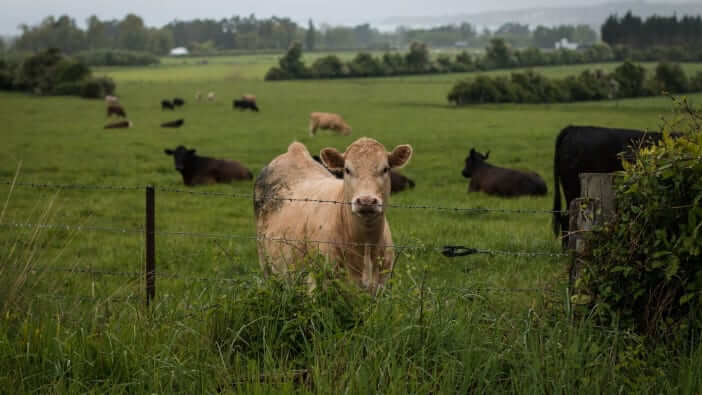 farm with cows