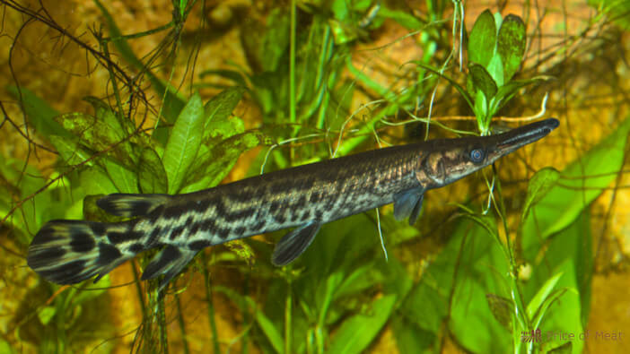 What Does Alligator Gar Taste Like? A Curious Catch Explained 1 what does alligator gar taste like