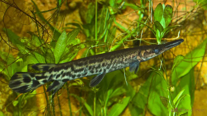 what does alligator gar taste like