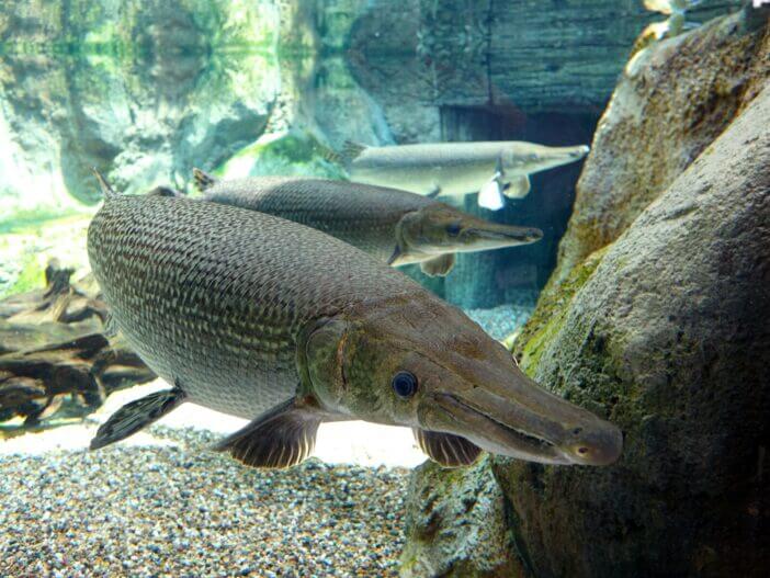 What Does Alligator Gar Taste Like? A Curious Catch Explained 2 Alligator-Gar_1208635