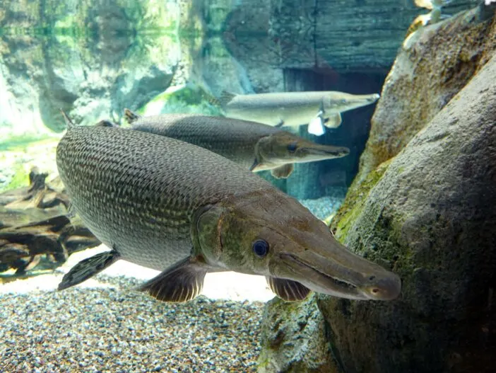 Alligator-Gar_1208635
