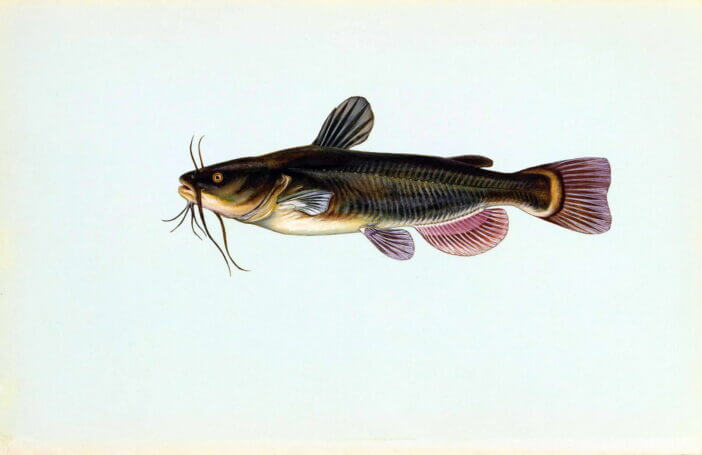 8+ Best Freshwater Fish to Add to Your Dinner Plate 4 catfish_341728