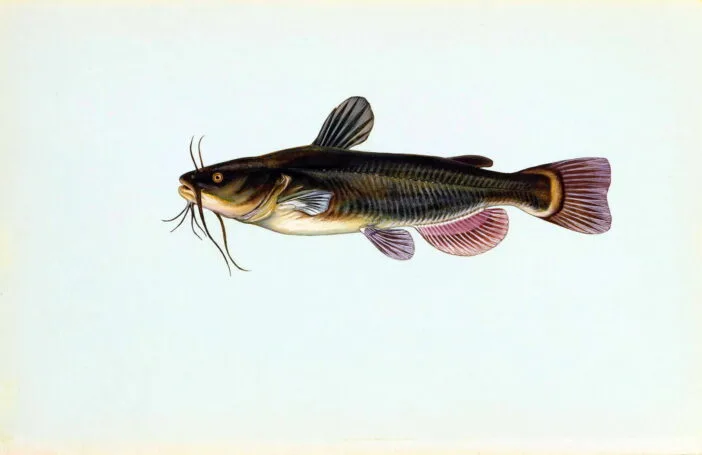 catfish_341728