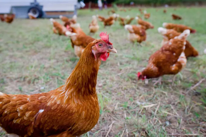 chicken