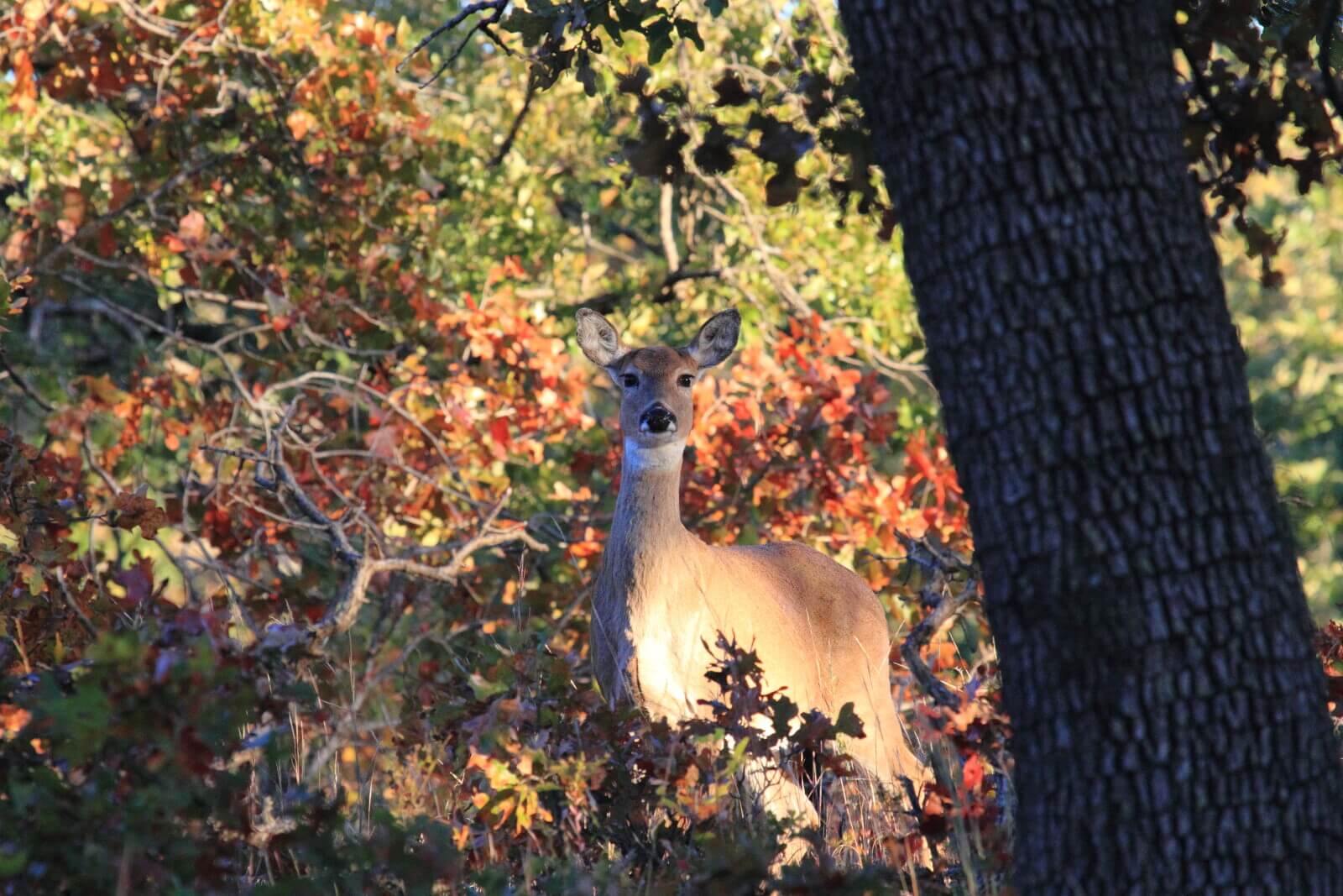 5 Insights on What Venison Tastes Like and How to Enjoy It