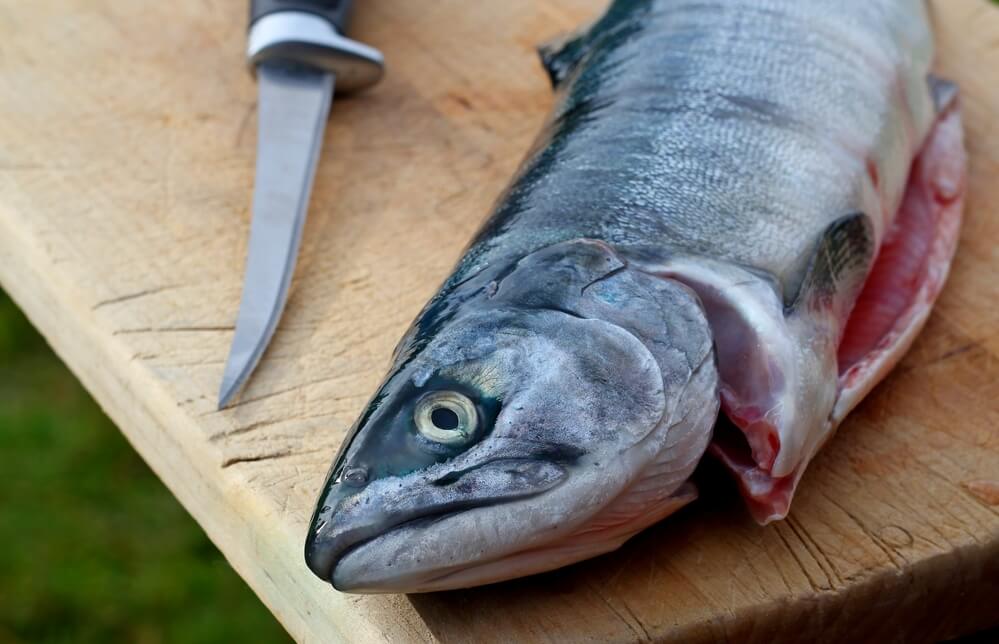 Silver salmon on a cutting board with a fillet knife ready to be filleted
