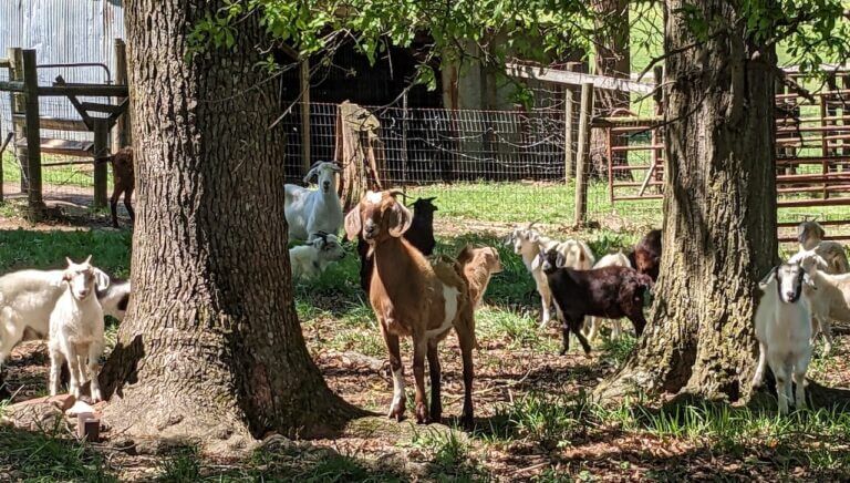 13+ Popular Breeds of Meat Goats to Consider for Your Homestead