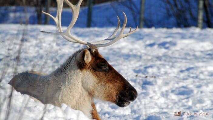 Caribou vs Moose vs Elk: What’s the Difference in Size, Weight, and Physical Appearance?