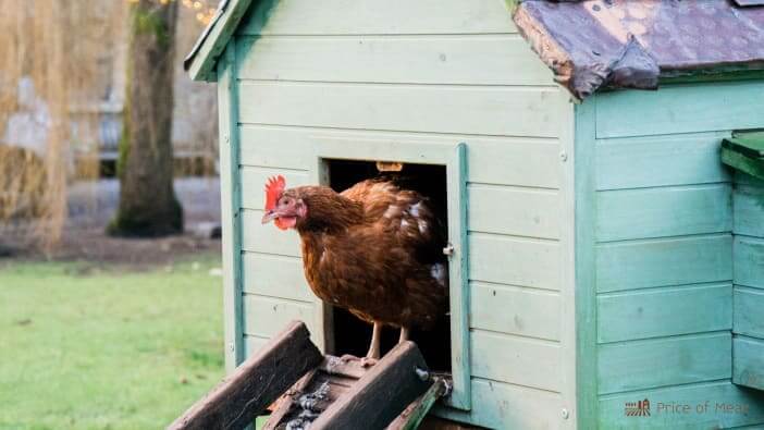chicken-coop