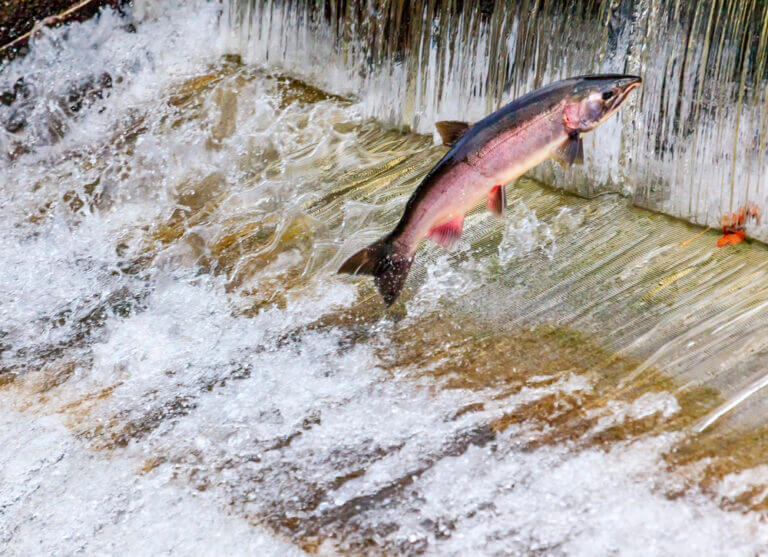 6+ Key Differences Between Coho and Sockeye Salmon
