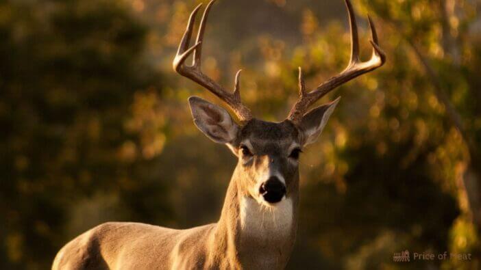 deer