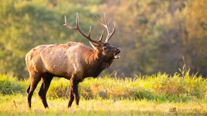 elk