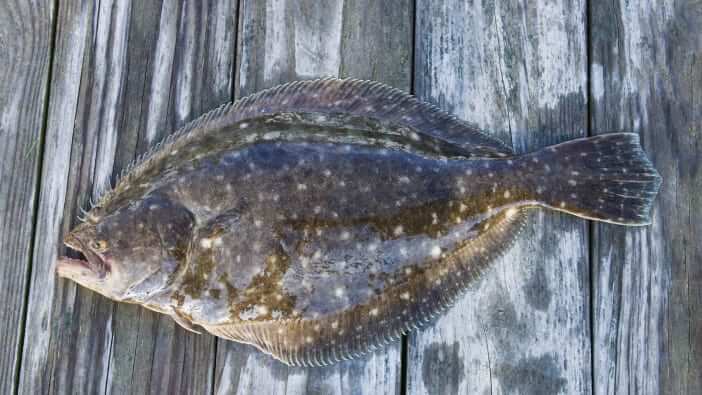 flounder