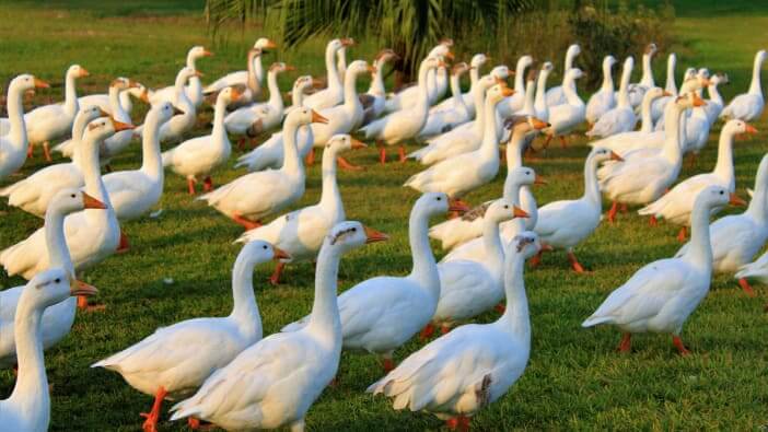 geese