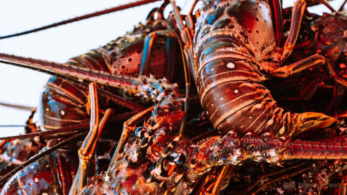 lobster