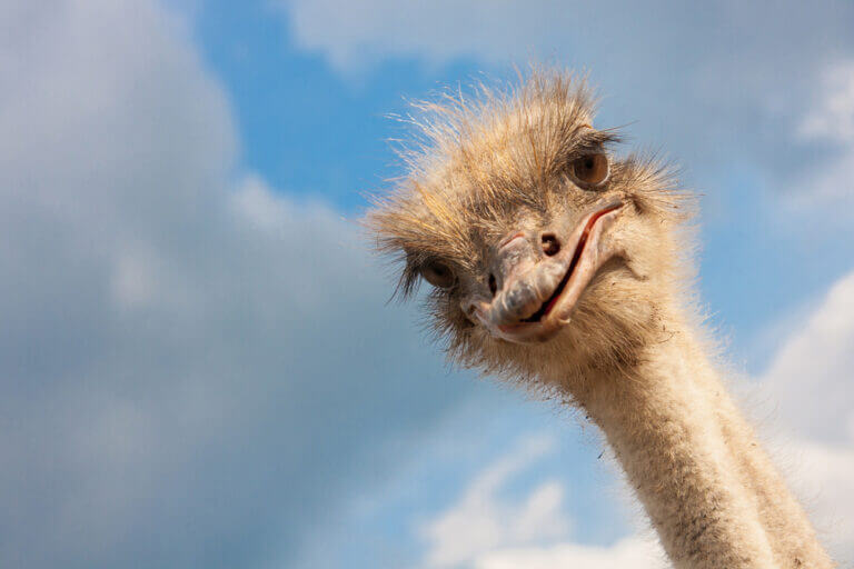 6+ Fascinating Differences Between Emus and Ostriches