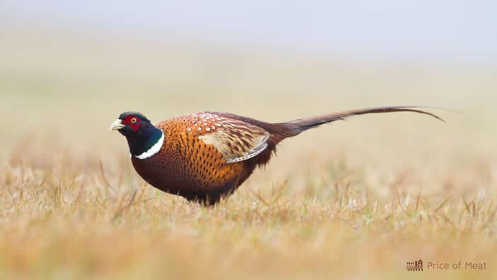 14+ Fun Facts About Domesticated Pheasants 2 pheasant