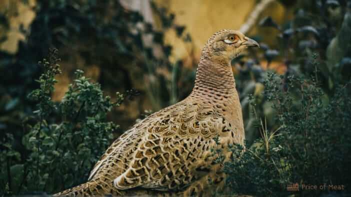 14+ Fun Facts About Domesticated Pheasants 3 pheasant-female